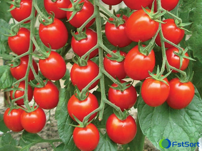 images/1701330592409cherry tomato.jpg